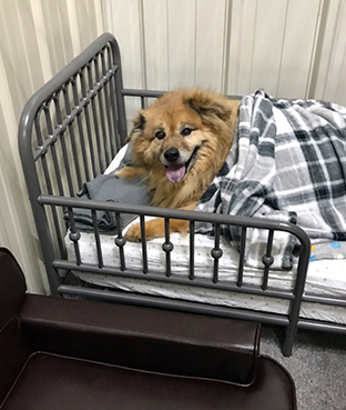 Happy Dog In a Bed