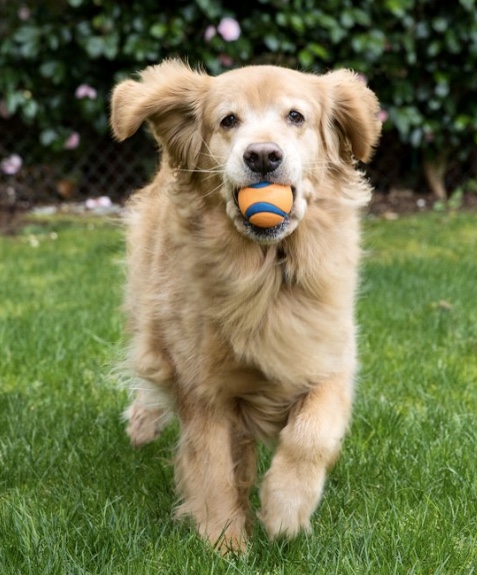 Dog Playing with a Ball