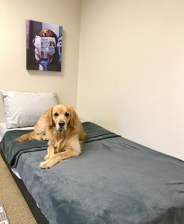 Dog on a Bed